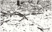: Whispering snow (winter landscape ink drawing)
