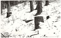 : Winter embraces the sleeping forest
