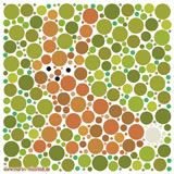 : Hare - visual test