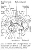 : Conduction in medulla