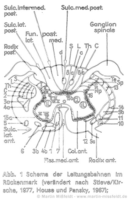 Conduction in medulla