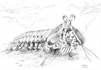 : Drawing Mantis Shrimp