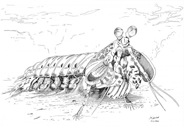 Drawing Mantis Shrimp