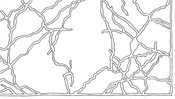 Neurons