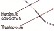 Thalamus