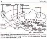 : Model Drawing of the cerebellum