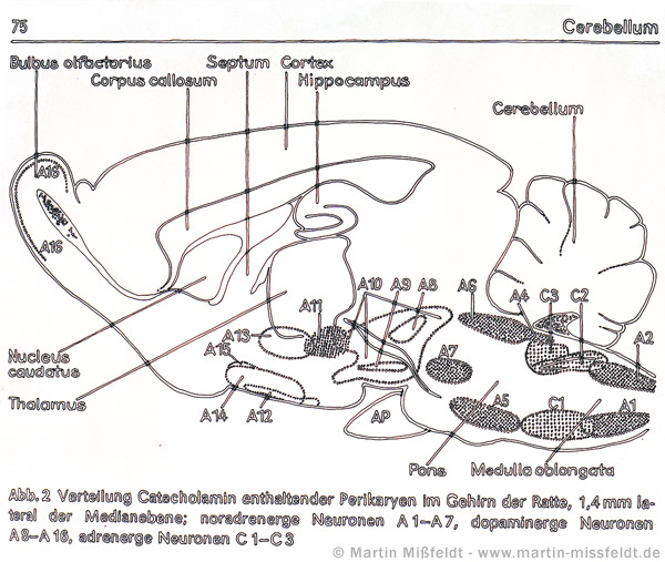 Model Drawing of the cerebellum