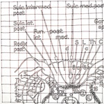 : Neuro drawing