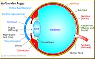 : Structure of the eye