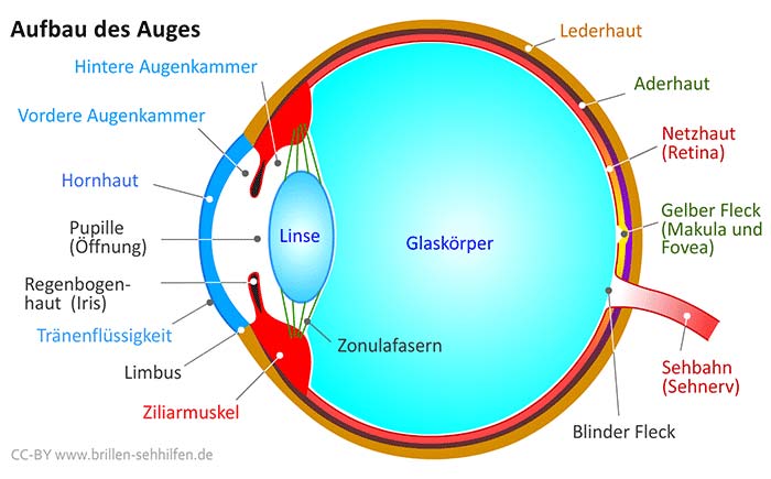 Structure of the eye