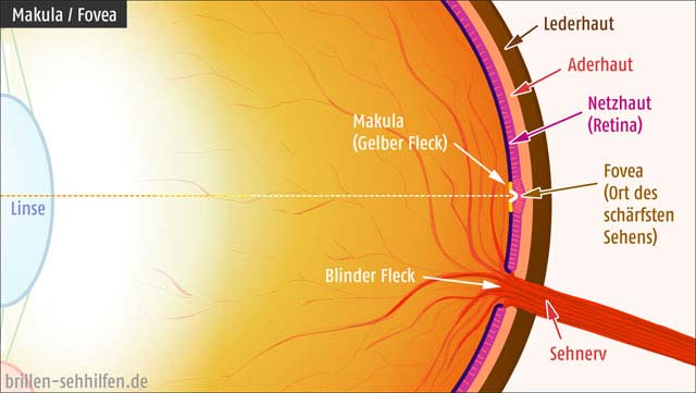 Macula