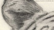 Drawing of a tiger (Detail 1)