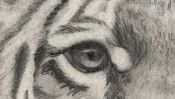 Drawing of a tiger (Detail 2)