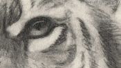 Drawing of a tiger (Detail 3)