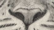 Drawing of a tiger (Detail 4)
