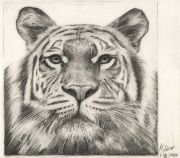 : Drawing of a tiger