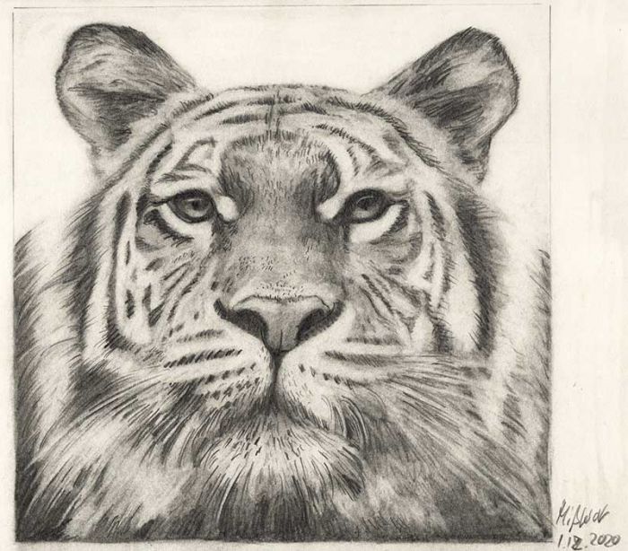 Drawing of a tiger