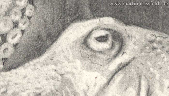 Drawing of an octopus (Detail 1)