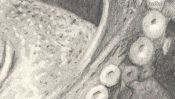 Drawing of an octopus (Detail 5)