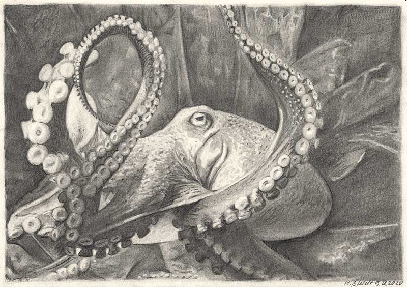 Drawing of an octopus