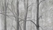 Drawing winter landscape forest (Detail 5)