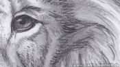 Lions Head (realistic pencil drawing) (Detail 3)