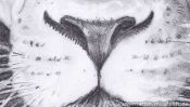 Lions Head (realistic pencil drawing) (Detail 4)