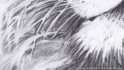 Lions Head (realistic pencil drawing) (Detail 5)