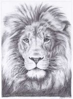 : Lions Head (realistic pencil drawing)