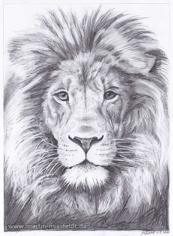 Lions Head (realistic pencil drawing)