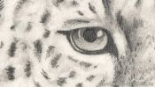 Pencil drawing leopard (how to draw animals) (Detail 1)