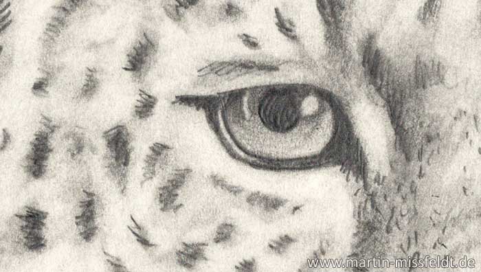 Pencil drawing leopard (how to draw animals) (Detail 1)