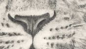 Pencil drawing leopard (how to draw animals) (Detail 3)