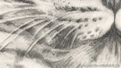 Pencil drawing leopard (how to draw animals) (Detail 4)