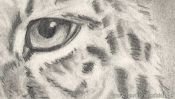 Pencil drawing leopard (how to draw animals) (Detail 5)