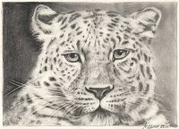 : Pencil drawing leopard (how to draw animals)