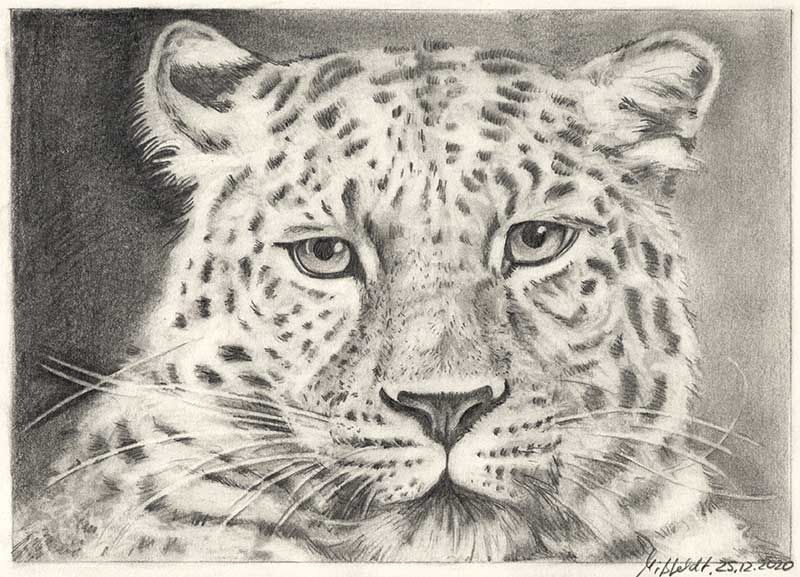 Pencil drawing leopard (how to draw animals)