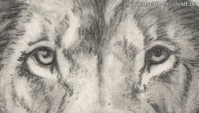 Pencil drawing of a lion (2nd version) (Detail 1)