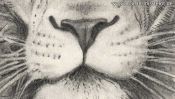 Pencil drawing of a lion (2nd version) (Detail 2)