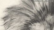 Pencil drawing of a lion (2nd version) (Detail 3)