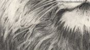 Pencil drawing of a lion (2nd version) (Detail 4)