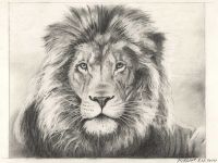 : Pencil drawing of a lion (2nd version)