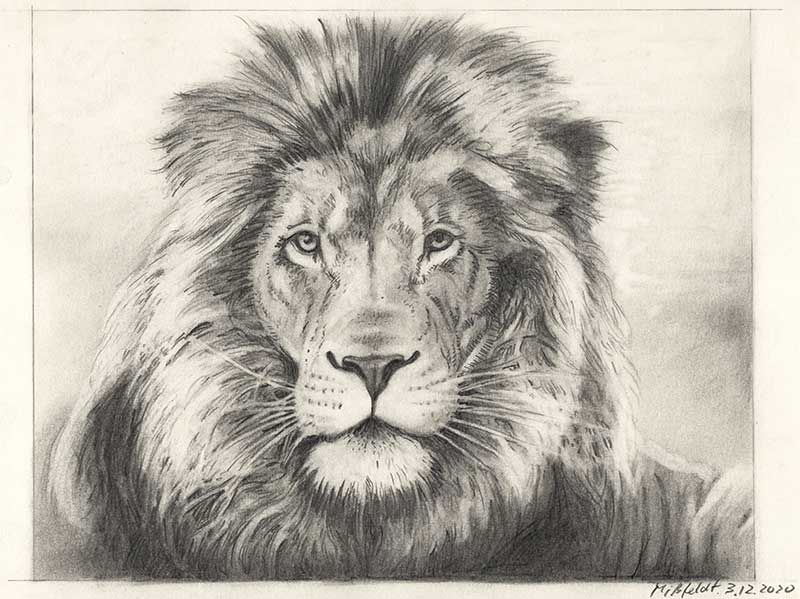 Pencil drawing of a lion (2nd version)