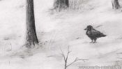 Pencil drawing snow landscape: snowy forest (Detail 1)
