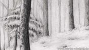 Pencil drawing snow landscape: snowy forest (Detail 2)