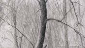 Pencil drawing snow landscape: snowy forest (Detail 5)