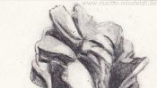 Pencil drawing of a Tulip (Detail 1)