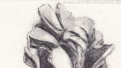 Pencil drawing of a Tulip (Detail 1)
