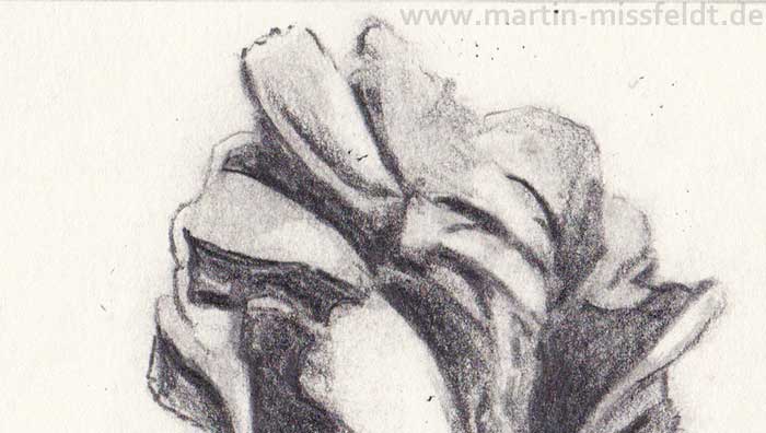 Pencil drawing of a Tulip (Detail 1)