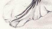 Pencil drawing of a Tulip (Detail 3)